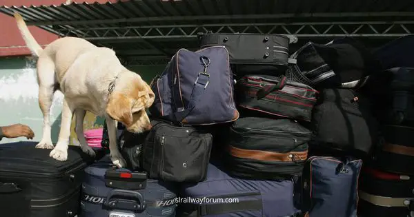 Detection Dogs to  Search Passenger Luggage